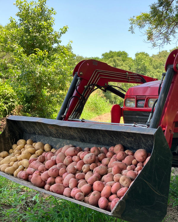 Red tractor with a front loader filled with potatoes in a natural setting